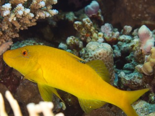 Parupeneus Cyclostomus Jaune